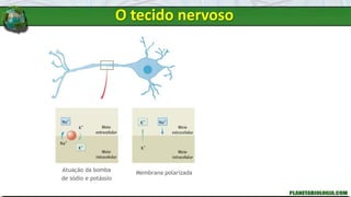 Atuação da bomba
de sódio e potássio
Membrana polarizada
O tecido nervoso
 