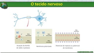 Atuação da bomba
de sódio e potássio
Membrana polarizada Potencial de repouso ou potencial
de membrana
O tecido nervoso
 