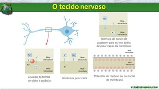 Atuação da bomba
de sódio e potássio
Membrana polarizada
Potencial de repouso ou potencial
de membrana
Abertura de canais de
passagem para os íons sódio:
despolarização da membrana
O tecido nervoso
 