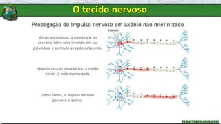 Propagação do impulso nervoso em axônio não mielinizado
Ao ser estimulada, a membrana do
neurônio sofre uma inversão em sua
polaridade e estimula a região adjacente.
Quando esta se despolariza, a região
inicial já está repolarizada.
Dessa forma, o impulso nervoso
percorre o axônio.
O tecido nervoso
 