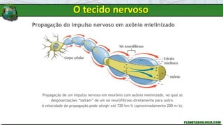 Propagação do impulso nervoso em axônio mielinizado
Propagação de um impulso nervoso em neurônio com axônio mielinizado, no qual as
despolarizações “saltam” de um nó neurofibroso diretamente para outro.
A velocidade de propagação pode atingir até 720 km/h (aproximadamente 200 m/s).
O tecido nervoso
 