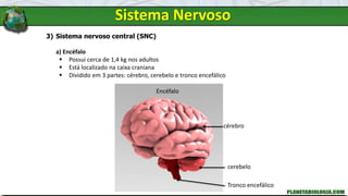 Sistema Nervoso
3) Sistema nervoso central (SNC)
a) Encéfalo
 Possui cerca de 1,4 kg nos adultos
 Está localizado na caixa craniana
 Dividido em 3 partes: cérebro, cerebelo e tronco encefálico
Encéfalo
cérebro
cerebelo
Tronco encefálico
 