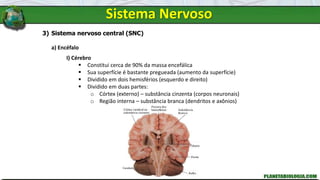 Sistema Nervoso
3) Sistema nervoso central (SNC)
a) Encéfalo
I) Cérebro
 Constitui cerca de 90% da massa encefálica
 Sua superfície é bastante pregueada (aumento da superfície)
 Dividido em dois hemisférios (esquerdo e direito)
 Dividido em duas partes:
o Córtex (externo) – substância cinzenta (corpos neuronais)
o Região interna – substância branca (dendritos e axônios)
 