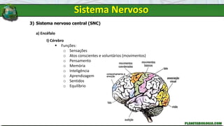 Sistema Nervoso
3) Sistema nervoso central (SNC)
a) Encéfalo
I) Cérebro
 Funções:
o Sensações
o Atos conscientes e voluntários (movimentos)
o Pensamento
o Memória
o Inteligência
o Aprendizagem
o Sentidos
o Equilíbrio
 