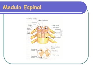 Medula Espinal 