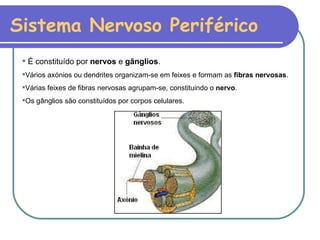 Sistema Nervoso Periférico É constituído por  nervos  e  gânglios . Vários axónios ou dendrites organizam-se em feixes e formam as  fibras nervosas . Várias feixes de fibras nervosas agrupam-se, constituindo o  nervo . Os gânglios são constituídos por corpos celulares. 