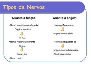 Tipos de Nervos Nervo sensitivo ou  aferente Orgãos sentidos S.N.C. Nervo motor ou  eferente S.N.C. Músculos Nervo misto Nervos  Cranianos origem no encéfalo Nervos  Raquidianos origem na medula óssea São todos mistos Quanto à função Quanto à origem 