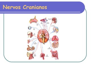 Nervos Cranianos 