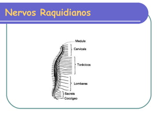 Nervos Raquidianos 