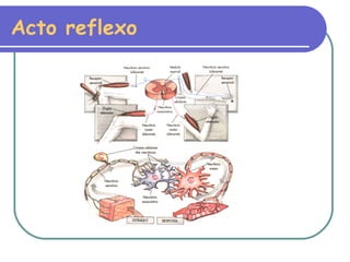 Acto reflexo 