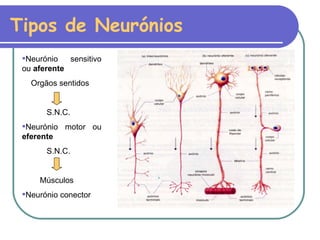 Tipos de Neurónios Neurónio sensitivo ou  aferente Orgãos sentidos S.N.C. Neurónio motor ou  eferente S.N.C. Músculos Neurónio conector 