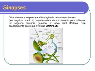 Sinapses O impulso nervoso provoca a libertação de neurotransmissores  (mensageiros químicos) da extremidade de um neurónio, para estimular um segundo neurónio, gerando um novo sinal eléctrico. Este acontecimento ocorre ao nível das  SINAPSES . 