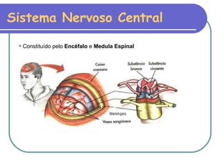 Sistema Nervoso Central Constituído pelo  Encéfalo  e  Medula Espinal 