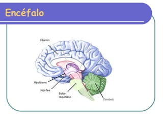 Encéfalo 