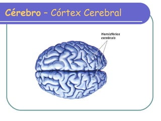 Cérebro  – Córtex Cerebral 