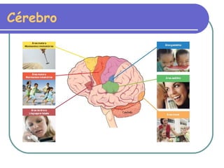 Cérebro 