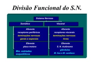 Divisão Funcional do S.N.
Aferente
receptores periféricos
terminações nervosas
gerais e especiais
Eferente
placa motora
Mm. estriados
esqueléticos
Somático
Aferente
receptores viscerais
terminações nervosas
livres
Eferente
S. N. Autônomo
glândulas,
M. liso e M. cardíaco
Visceral
Sistema Nervoso
 