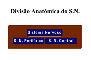 Divisão Anatômica do S.N.
 