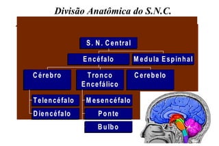 Divisão Anatômica do S.N.C.
 