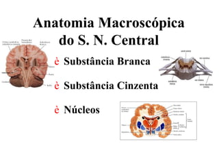 Anatomia Macroscópica
do S. N. Central
è Substância Branca
è Substância Cinzenta
è Núcleos
 