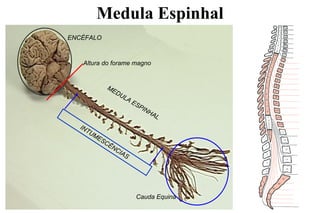 Altura do forame magno
INTUMESCÊNCIAS
ENCÉFALO
MEDULA ESPINHAL
Cauda Equina
Medula Espinhal
 