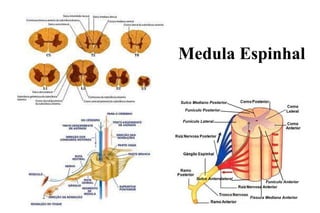 Medula Espinhal
Funículo Posterior
Funículo Lateral
Funículo Anterior
Fissura Mediana Anterior
Sulco Mediano Posterior
Sulco Anterolateral
 