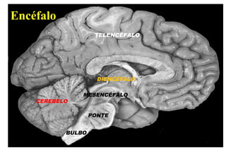 MESENCÉFALO
DIENCÉFALO
TELENCÉFALO
PONTE
BULBO
CEREBELO
Encéfalo
 