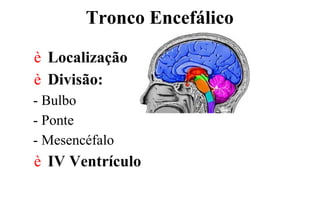 Tronco Encefálico
è Localização
è Divisão:
- Bulbo
- Ponte
- Mesencéfalo
è IV Ventrículo
 