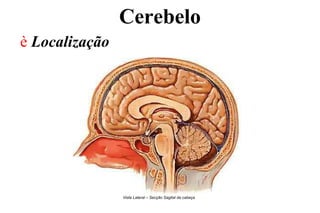 Cerebelo
è Localização
Vista Lateral – Secção Sagital da cabeça
 