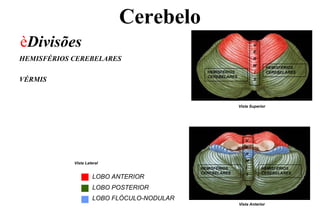 Cerebelo
èDivisões
HEMISFÉRIOS CEREBELARES
VÉRMIS
V
E
R
M
I
S
V
E
R
M
I
S
HEMISFÉRIOS
CEREBELARESHEMISFÉRIOS
CEREBELARES
HEMISFÉRIOS
CEREBELARES
HEMISFÉRIOS
CEREBELARES
Vista Superior
Vista Anterior
Vista Lateral
LOBO ANTERIOR
LOBO POSTERIOR
LOBO FLÓCULO-NODULAR
 