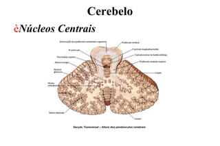 èNúcleos Centrais
Cerebelo
Secção Transversal – Altura dos pendúnculos cerebrais
 