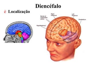 Diencéfalo
è Localização
 