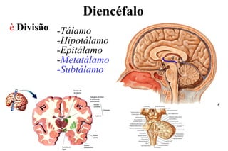 Diencéfalo
è Divisão -Tálamo
-Hipotálamo
-Epitálamo
-Metatálamo
-Subtálamo
T
H
E
 