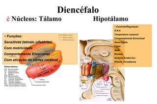Diencéfalo
è Núcleos: Tálamo Hipotálamo
• Controle/Regulação:
S.N.A
Temperatura corporal
Comportamento Emocional
Sono/Vigília
Fome
Sede
Diurese
Sistema Endócrino
Ritmos Circadianos
• Funções:
Sensitivas (exceto olfatórias)
Com motricidade
Comportamento Emocional
Com ativação do córtex cerebral
 