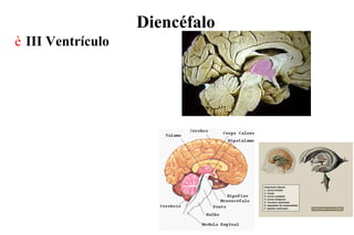 Diencéfalo
è III Ventrículo
 