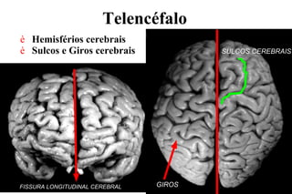 Telencéfalo
è Hemisférios cerebrais
è Sulcos e Giros cerebrais
FISSURA LONGITUDINAL CEREBRAL GIROS
SULCOS CEREBRAIS
 