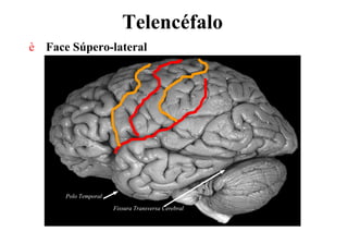 Telencéfalo
è Face Súpero-lateral
Fissura Transversa Cerebral
Polo Temporal
 