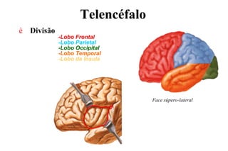 Telencéfalo
è Divisão
-Lobo Frontal
-Lobo Parietal
-Lobo Occipital
-Lobo Temporal
-Lobo da Ínsula
Face súpero-lateral
 