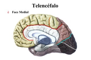 Telencéfalo
è Face Medial
 