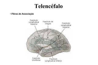 • Fibras de Associação
Telencéfalo
 