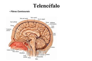 • Fibras Comissurais
Telencéfalo
 