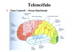 Telencéfalo
è Face Lateral – Áreas funcionais
 