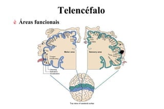Telencéfalo
è Áreas funcionais
 