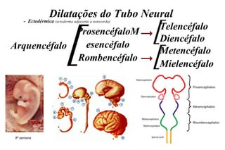 Telencéfalo
Diencéfalo
Metencéfalo
Mielencéfalo
[ [
[
Arquencéfalo
ProsencéfaloM
esencéfalo
Rombencéfalo
Dilatações do Tubo Neural
8ª semana
- Ectodérmica (ectoderma adjacente a notocorda)
 