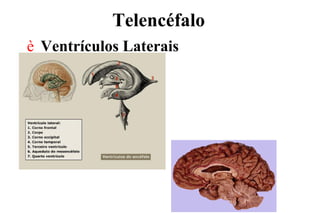 Telencéfalo
è Ventrículos Laterais
 