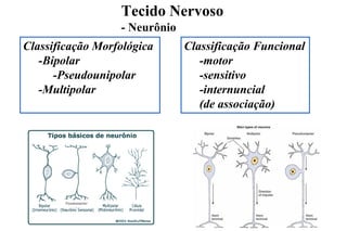 Tecido Nervoso
- Neurônio
Classificação Funcional
-motor
-sensitivo
-internuncial
(de associação)
Classificação Morfológica
-Bipolar
-Pseudounipolar
-Multipolar
Pseudounipolar
 