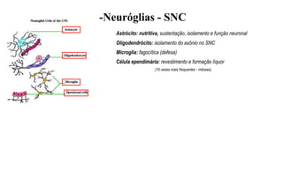 -Neuróglias - SNC
Astrócito: nutritiva, sustentação, isolamento e função neuronal
Oligodendrócito: isolamento do axônio no SNC
Microglia: fagocítica (defesa)
Célula ependimária: revestimento e formação líquor
(10 vezes mais frequentes - mitoses)
 