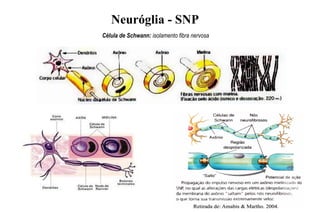 Neuróglia - SNP
Célula de Schwann: isolamento fibra nervosa
 