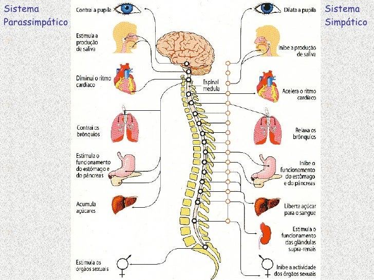 Sistema Nervoso Autonomo