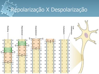 Repolarização X Despolarização  